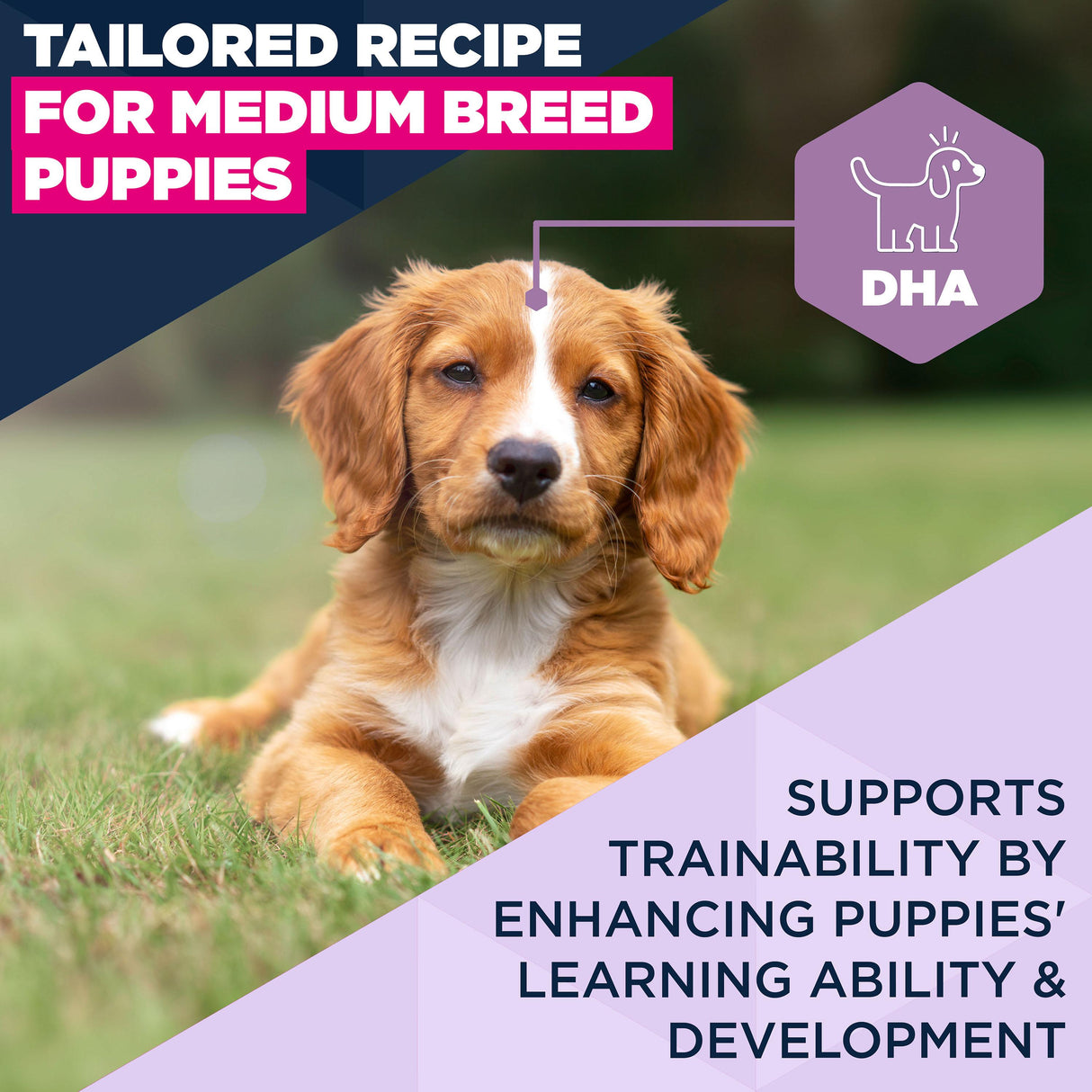 Eukanuba Puppy Medium Dry Dog Food Chicken 12kg