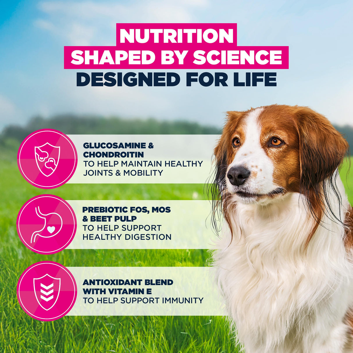 Eukanuba Senior & Mature Lamb & Rice Small & Medium Breeds Dry Dog Food - 12kg