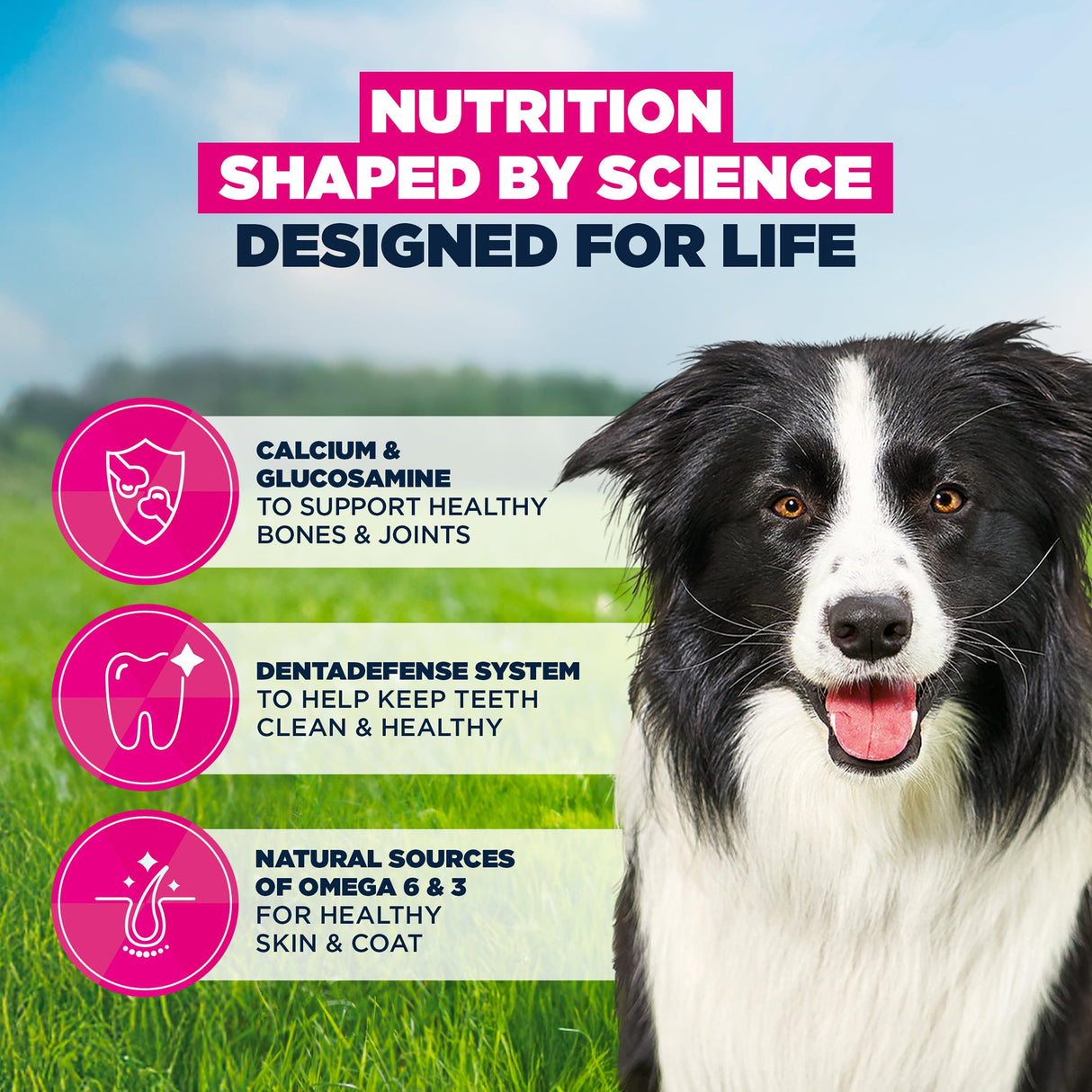 Eukanuba Mature Medium Breed Dry Dog Food Chicken - 12kg