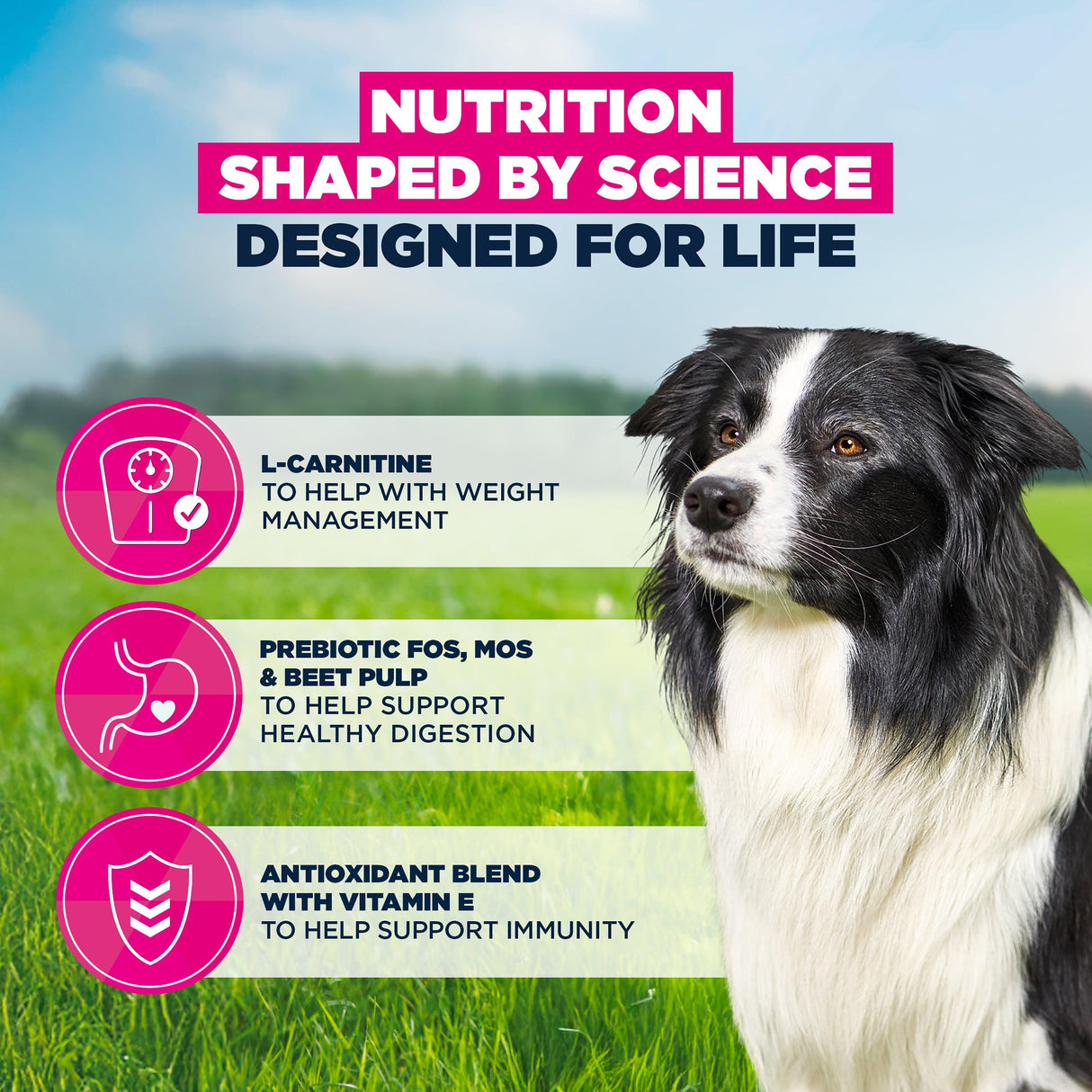 Eukanuba Senior Medium Breed Chicken Dog Food - 12kg