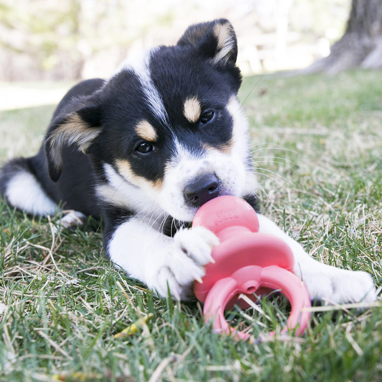 KONG Puppy Binkie Small