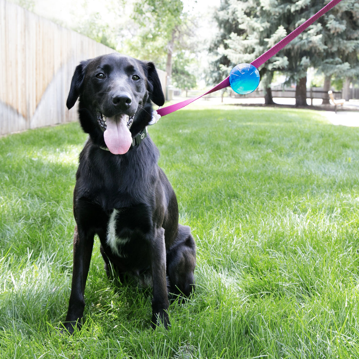 KONG TagALong Ball Medium