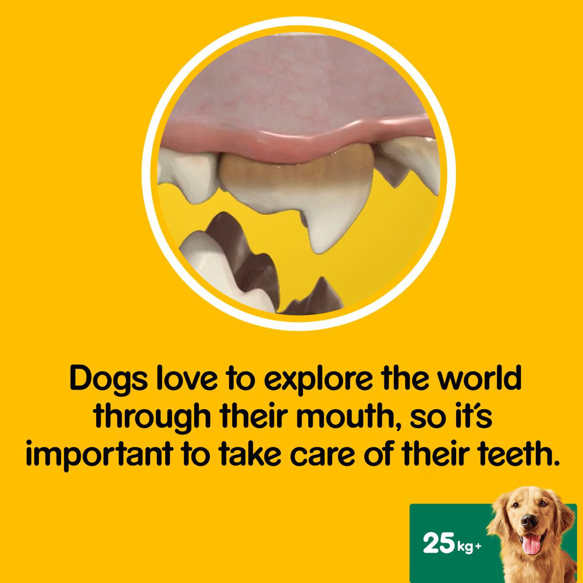 Pedigree Dentastix Daily Adult Dog Treats 315 Dental Sticks