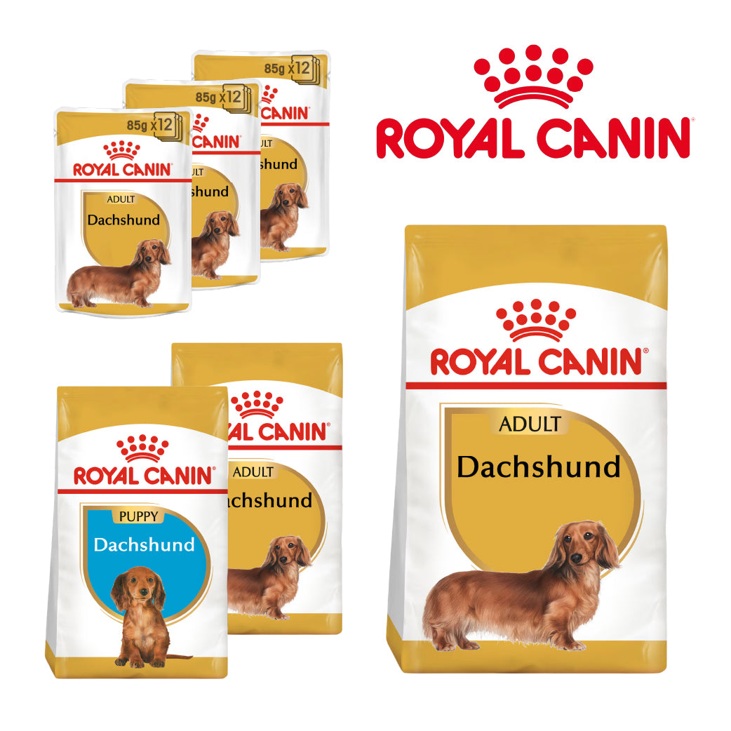Royal Canin Dachshund Dog Food | Adult, Puppy & Wet