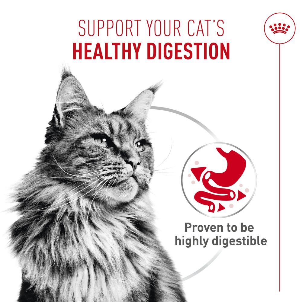 Royal Canin Digestive Airlift Mousse Adult Wet Cat Food 12 x 85g