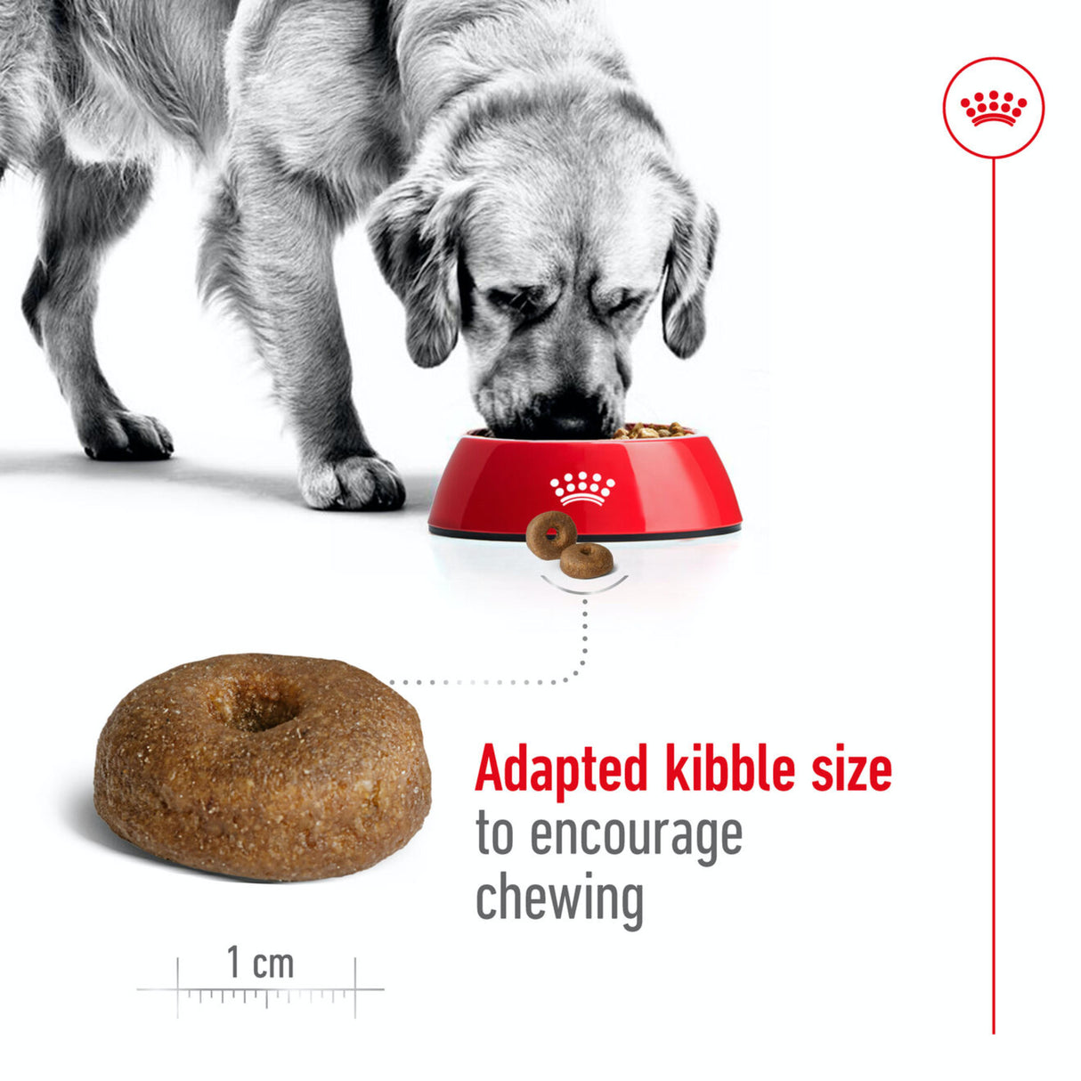 Royal Canin Maxi Ageing 8+ - 15kg