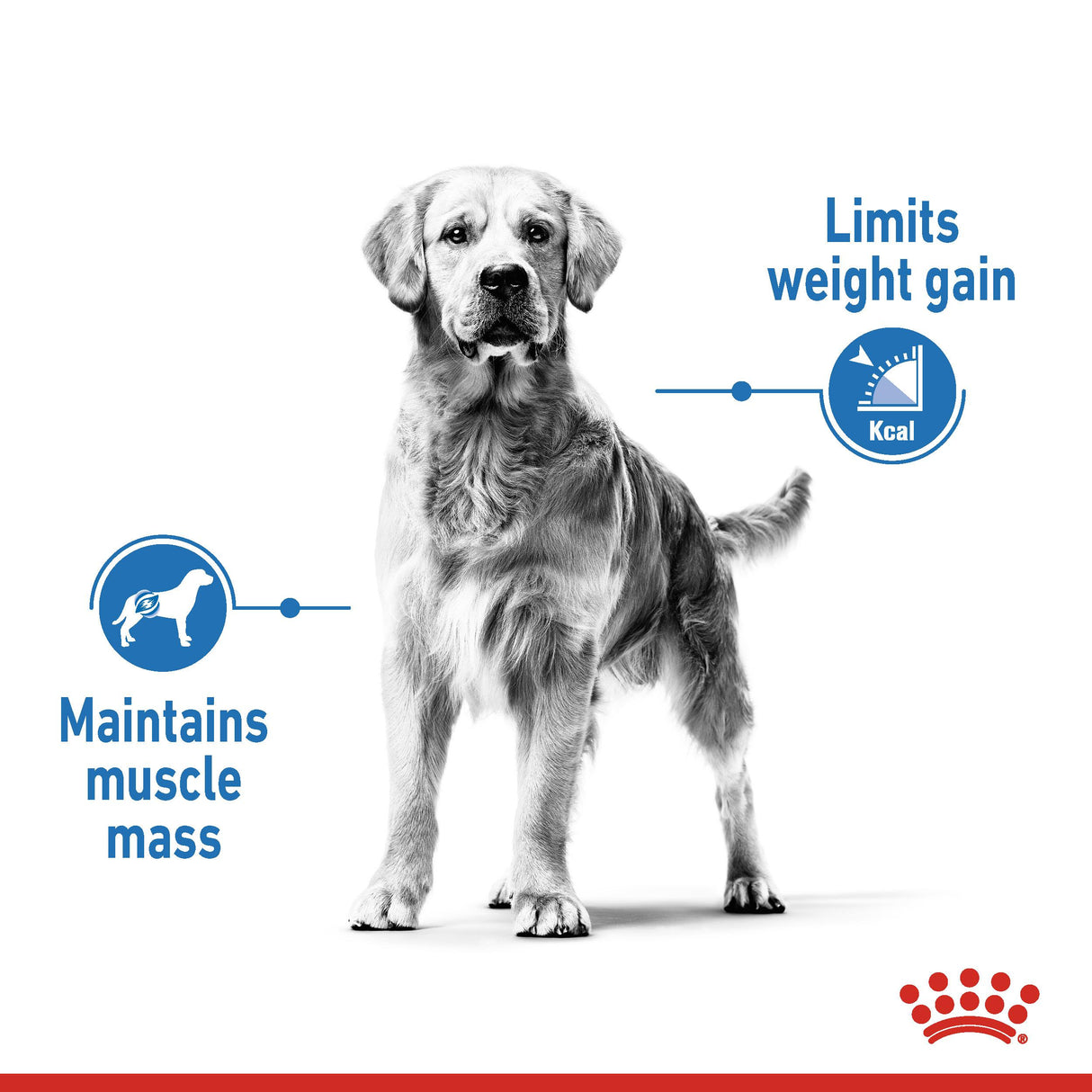 Royal Canin Maxi Light Weight Care Dry Adult Dog Food - 12kg