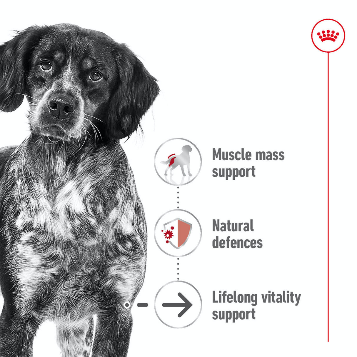 Royal Canin Medium Ageing 10+ - 3kg