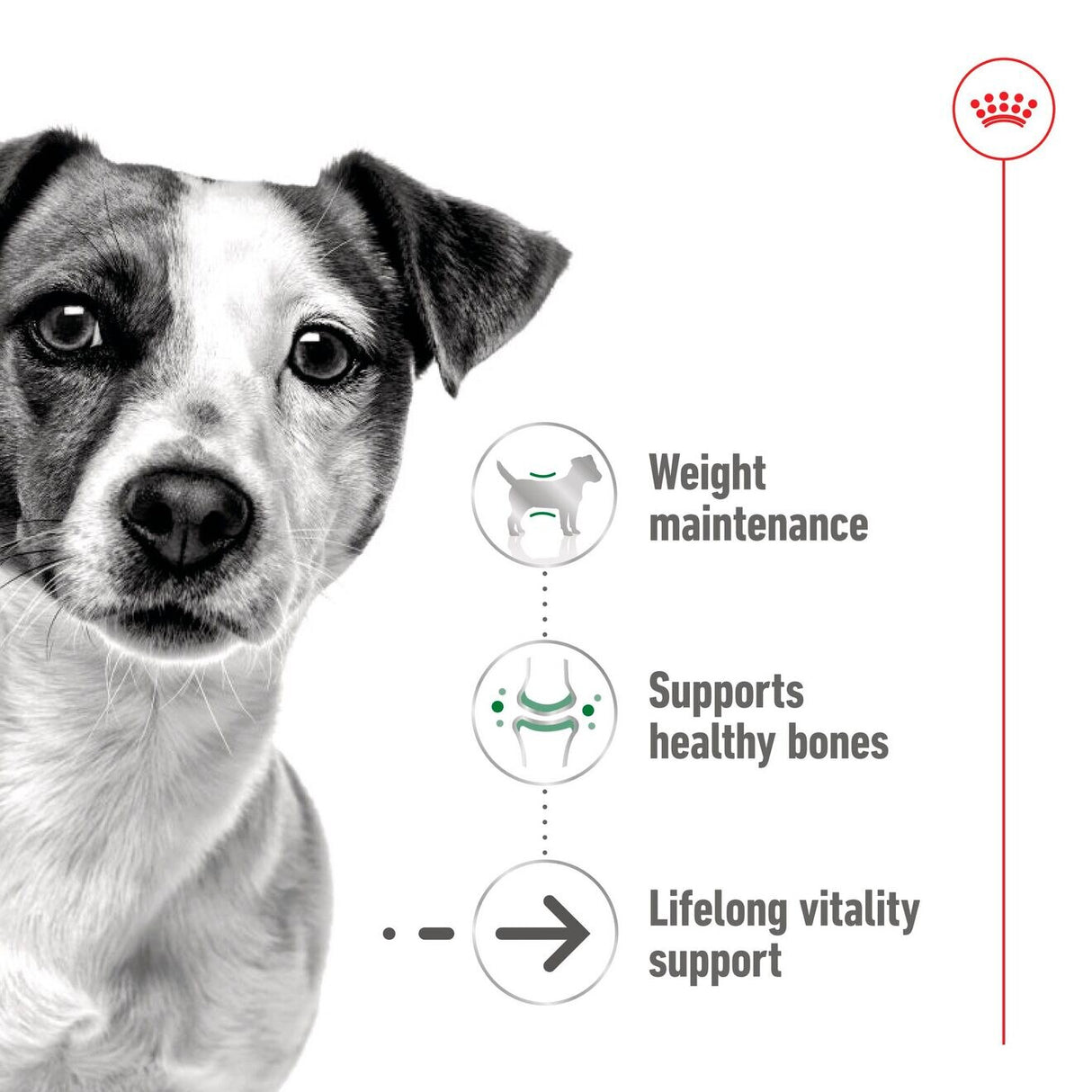 Royal Canin Mini Ageing 12+ Wet Dog Food In Gravy - 1