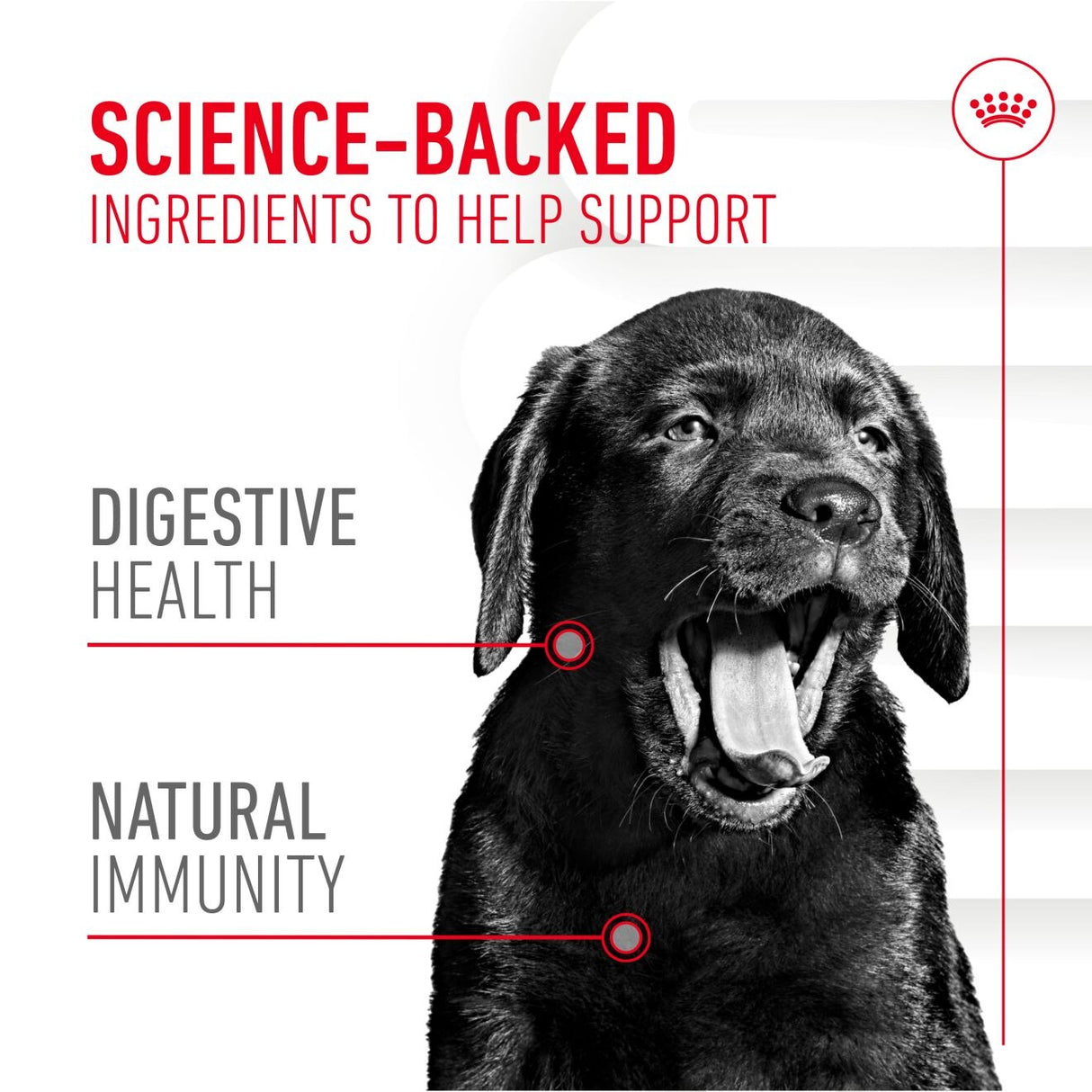 Royal Canin Puppy Supplement for Immunity & Digestion Soft Chews - 100g