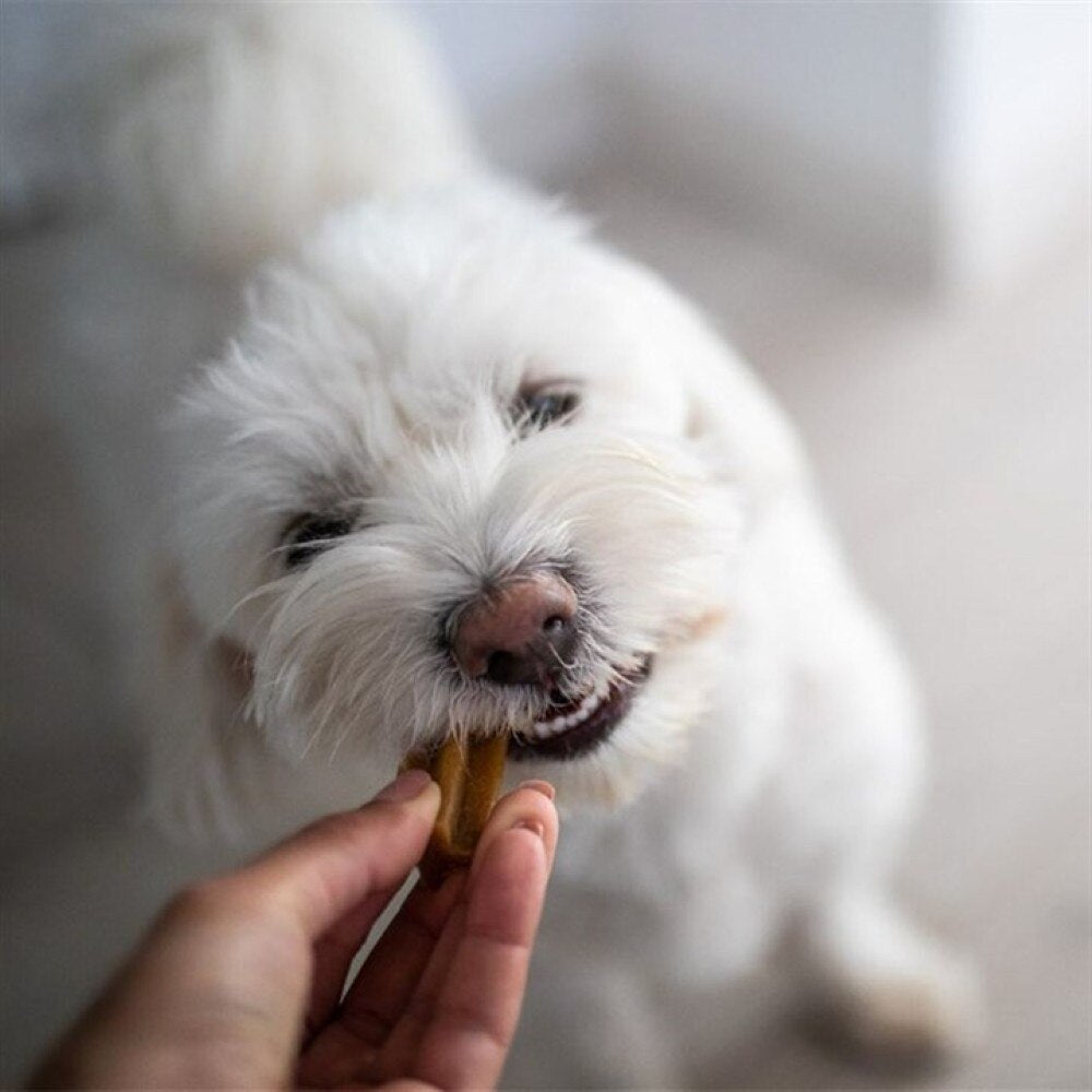YORA Insect Protein Small Breed Dog Dental Sticks - 7 Pack