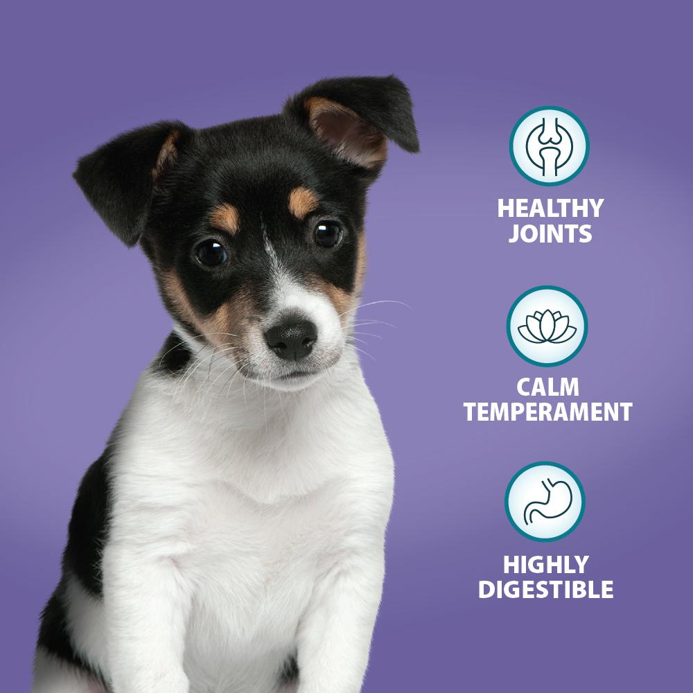Burns Puppy Original Lamb & Rice - 6kg