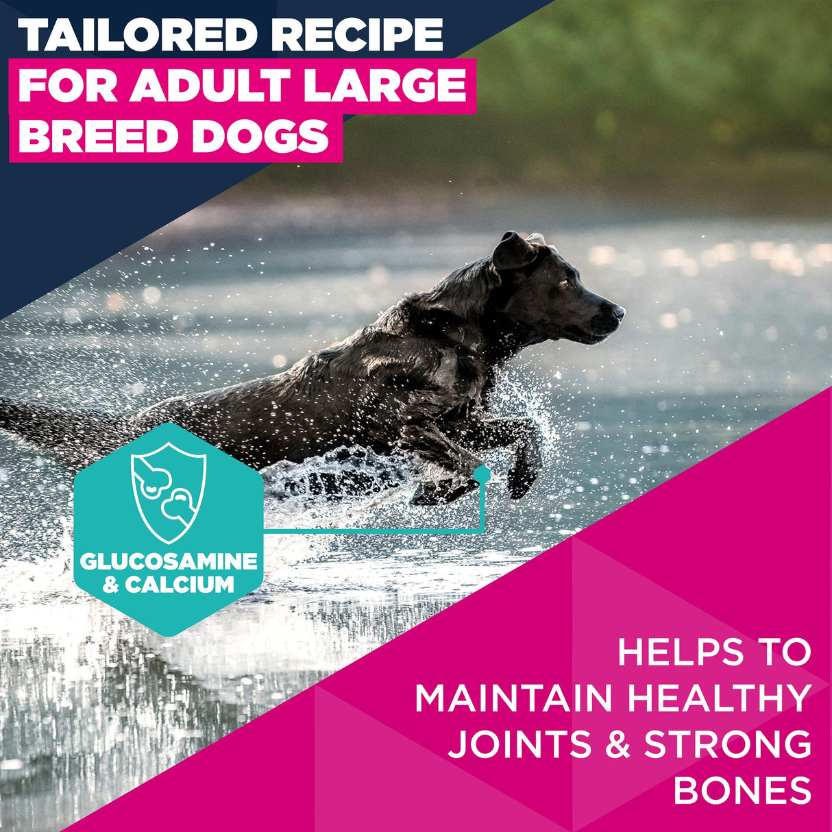 Eukanuba Large Breed Active Adult Chicken Dry Dog Food- 12kg