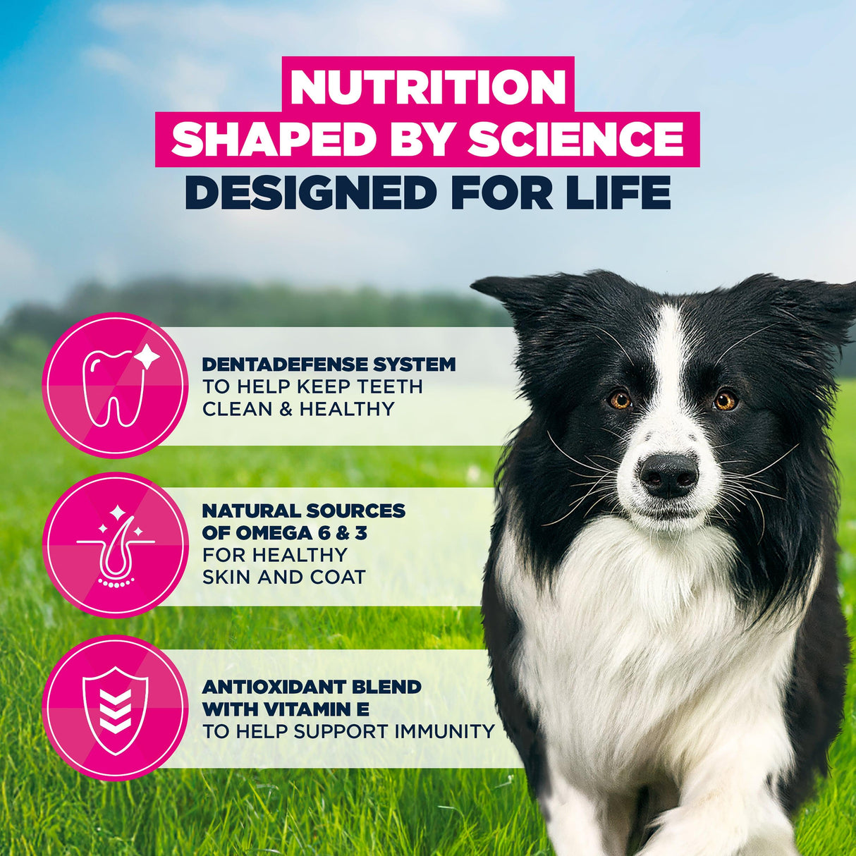 Eukanuba Adult Medium Breed Chicken Dry Dog Food-12kg