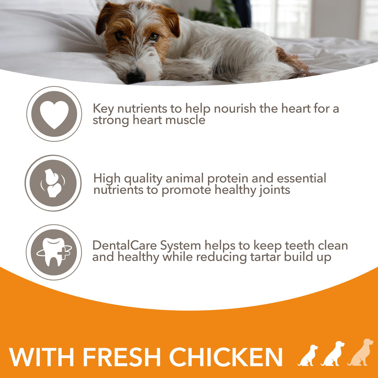 Iams Senior Small/Medium Breed Chicken Dry Dog Food - 12kg