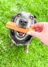 Eden Medium Milk Chew with Pumpkin