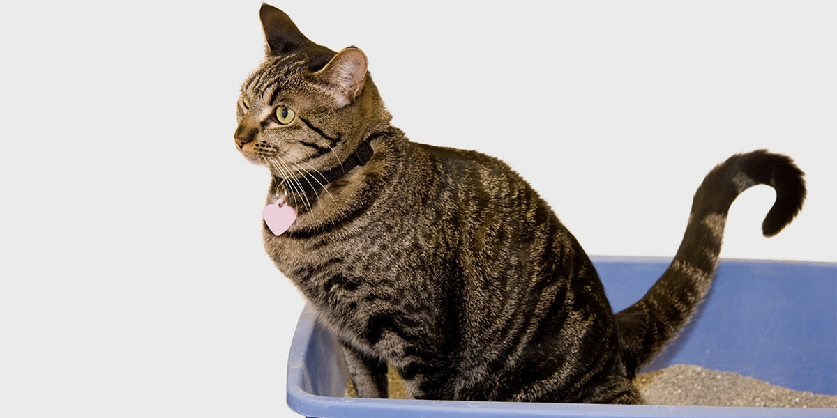 DUKE Plastic Cat Litter Tray - Grey
