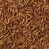 DUKE Premium Mealworms for Birds - 75g