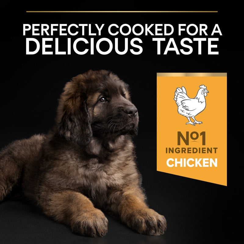 Pro Plan Large Robust Puppy Healthy Start Chicken Dry Dog Food - 12kg