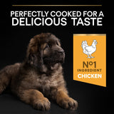 Pro Plan Large Robust Puppy Healthy Start Chicken Dry Dog Food - 12kg