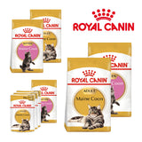 Royal Canin Maine Coon Cat Food | Adult, Kitten & Wet