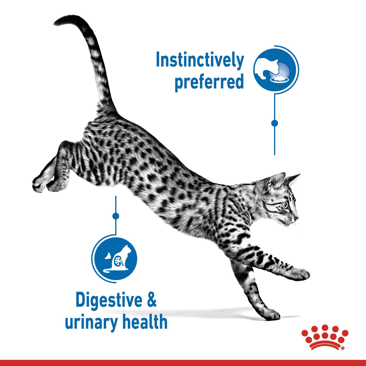 Royal Canin Indoor Sterilised In Jelly Adult Wet Cat Food Pouches - 12 x 85g