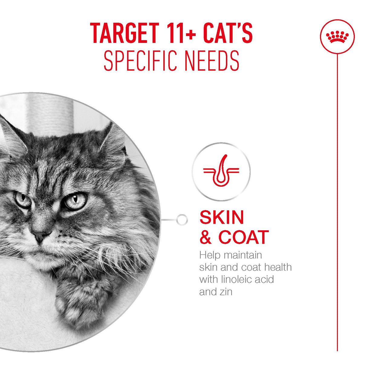 Royal Canin Ageing 11+ Senior Dry Cat Food - 400g
