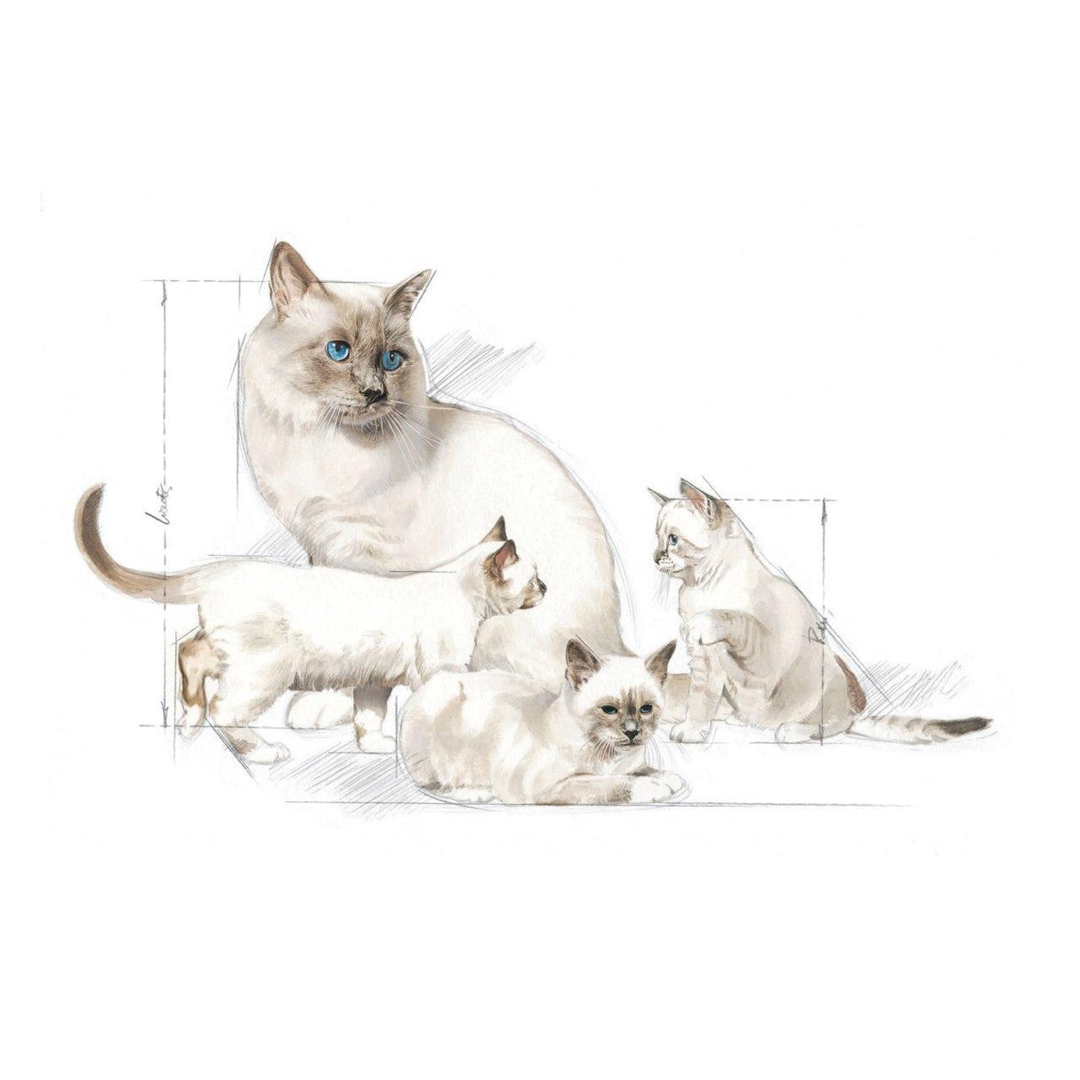 Royal Canin Babycat Milk Dry Cat Food - 300G