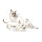 Royal Canin Babycat Milk Dry Cat Food - 300G