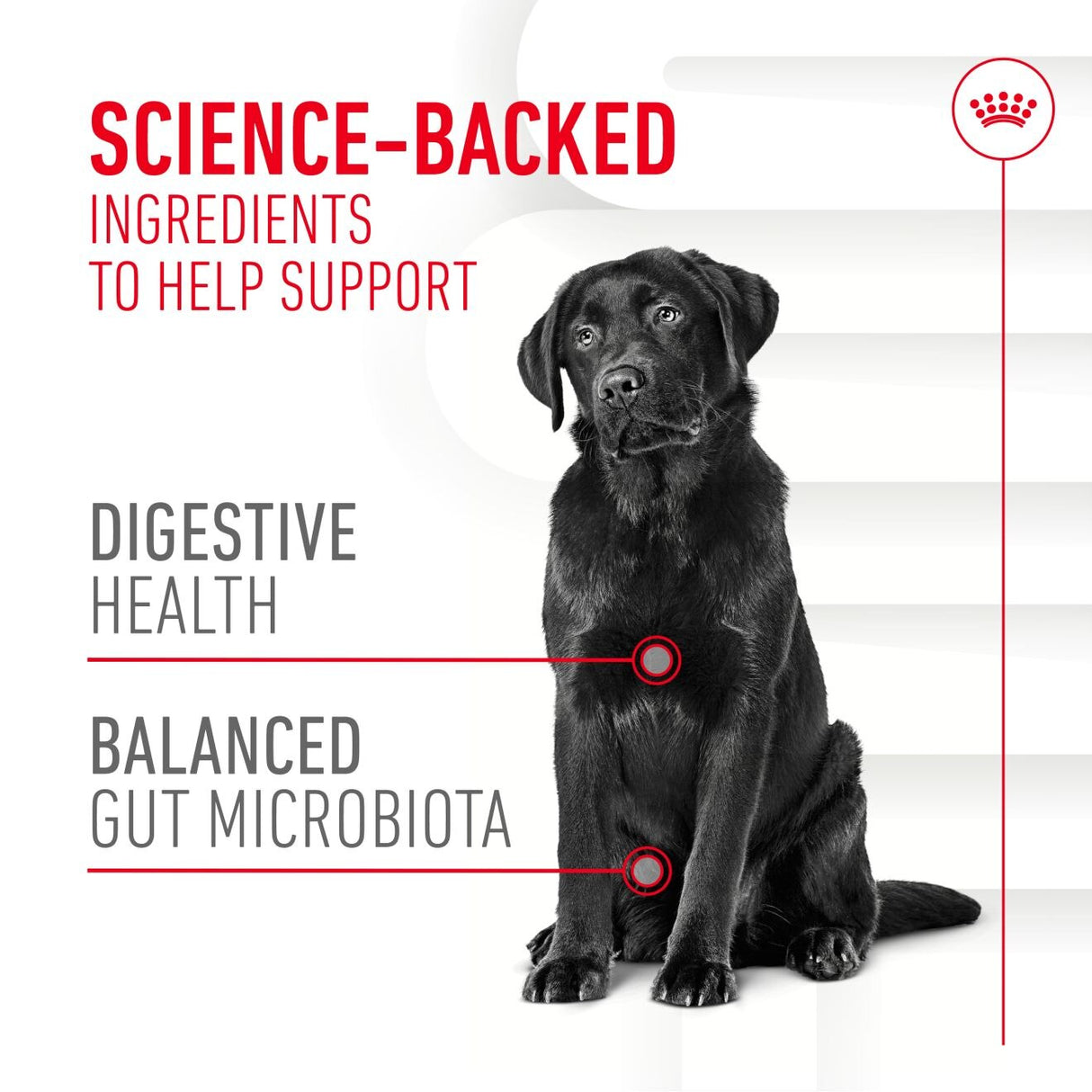 Royal Canin Dog Supplement for Digestion Soft Chews - 160g