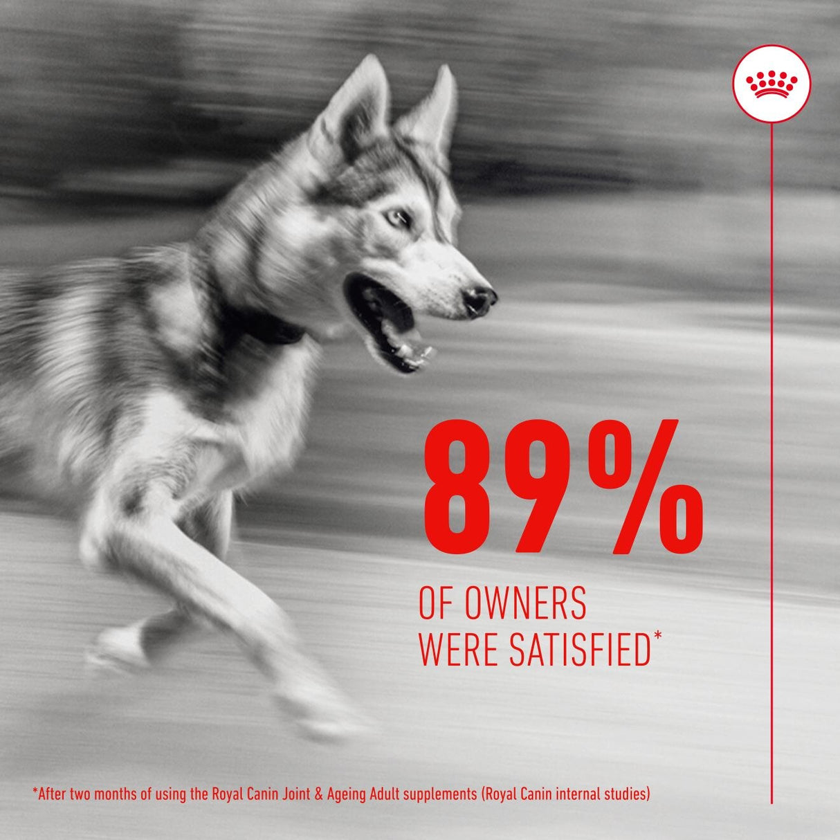 Royal Canin Dog Supplement for Joint & Ageing Soft Chews - 240g