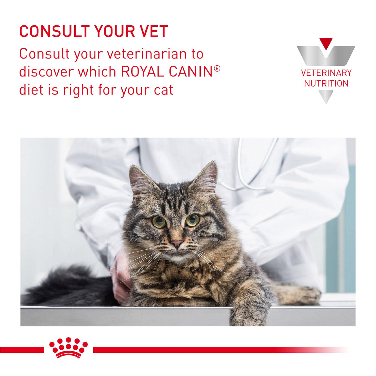 Royal Canin Veterinary Diet Feline Renal Special Dry Cat Food - 2kg