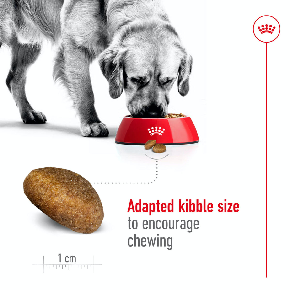 Royal Canin Size Health Nutrition Maxi Adult Dry Large Dog Food - 15kg