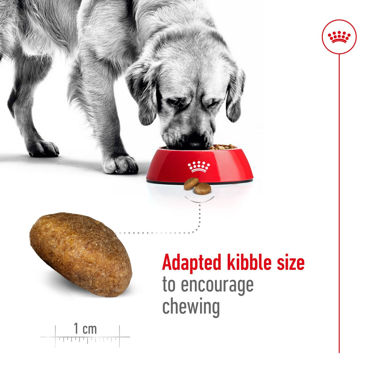 Royal Canin Size Health Nutrition Maxi Adult Dry Large Dog Food - 3kg