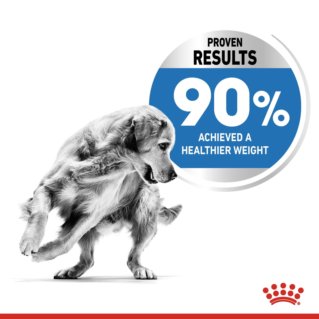 Royal Canin Maxi Light Weight Care Dry Adult Dog Food - 12kg