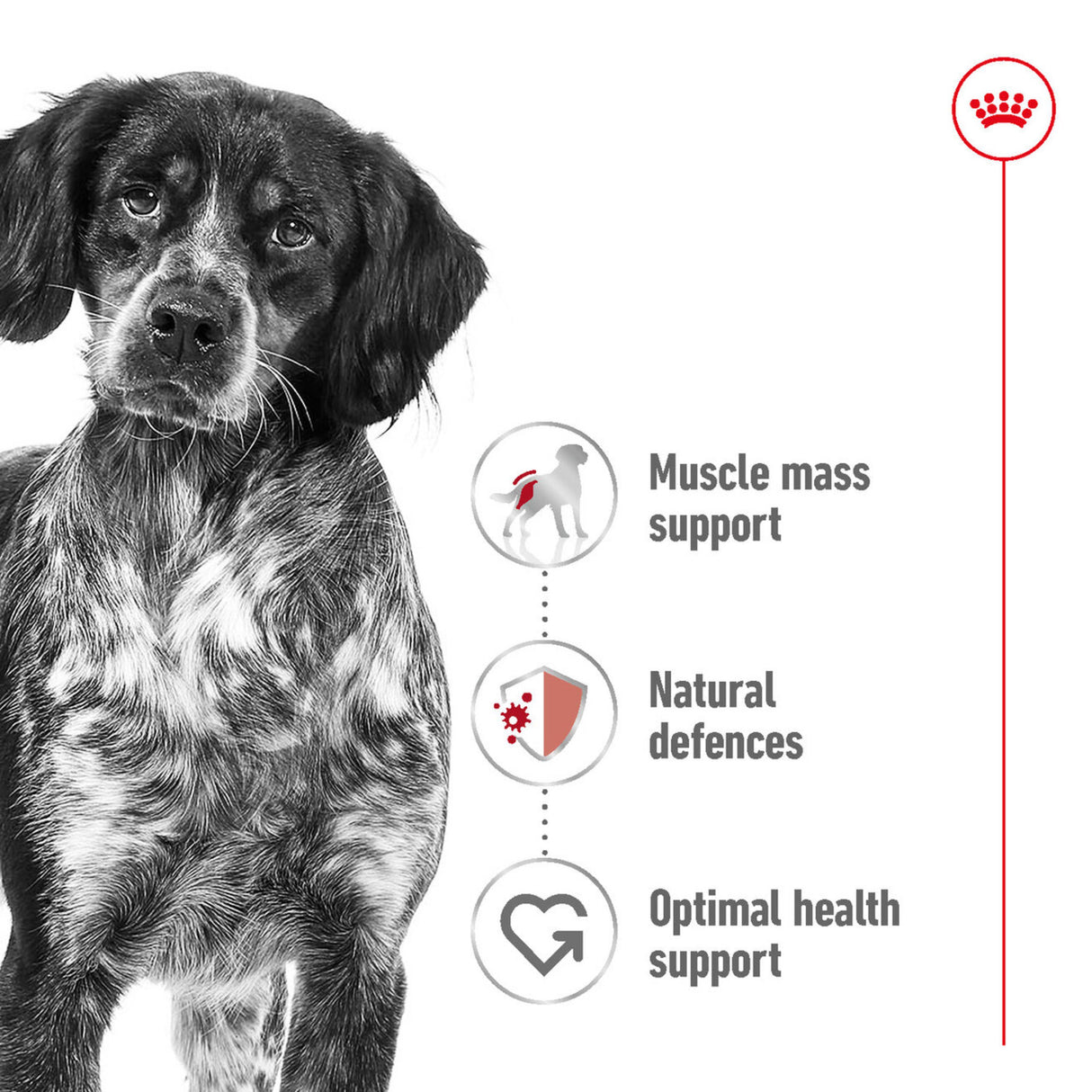 Royal Canin Size Health Nutrition Medium Adult Dry Dog Food - 15kg