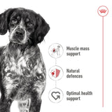 Royal Canin Medium Adult Wet Dog Food Chunks In Loaf - 12 x 410g