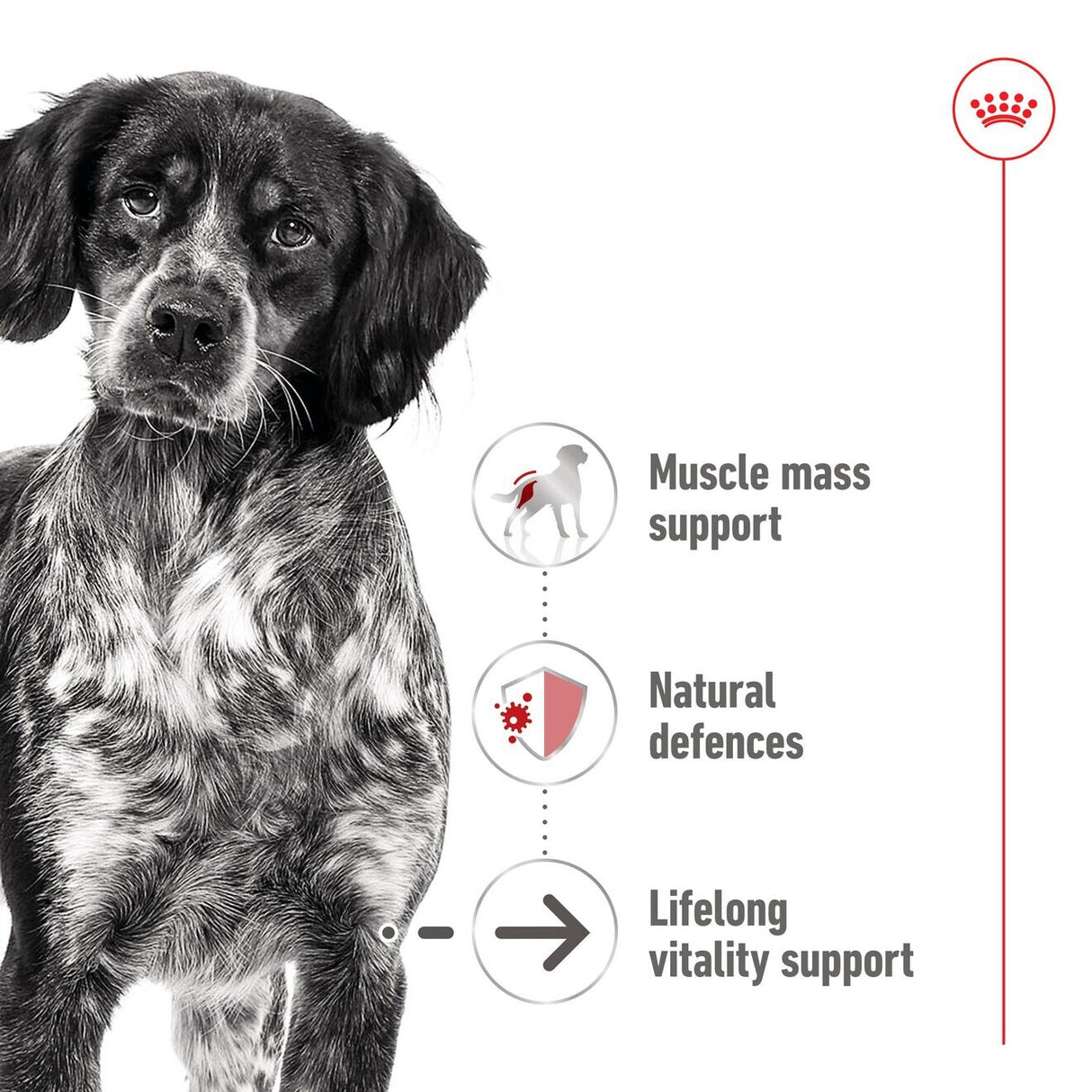 Royal Canin Medium Ageing 7+ Wet Dog Food Chunks In Loaf - 12 x 410g