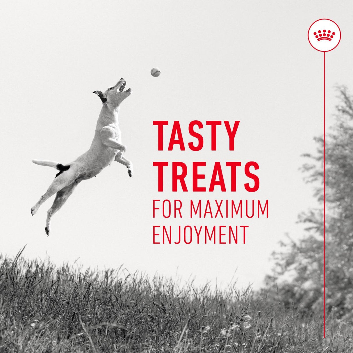 Royal Canin Training Treats - 110g