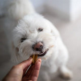 YORA Insect Protein Small Breed Dog Dental Sticks - 7 Pack